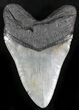 Epic Megalodon Tooth - South Carolina #27315-2